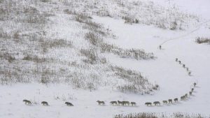 11021057_10152704118771569_1059154835826795423_n